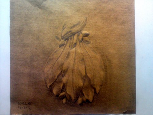 Feuille De Laurier