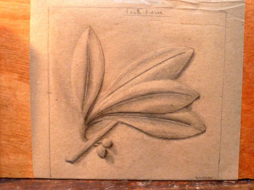 Feuille D'olivier